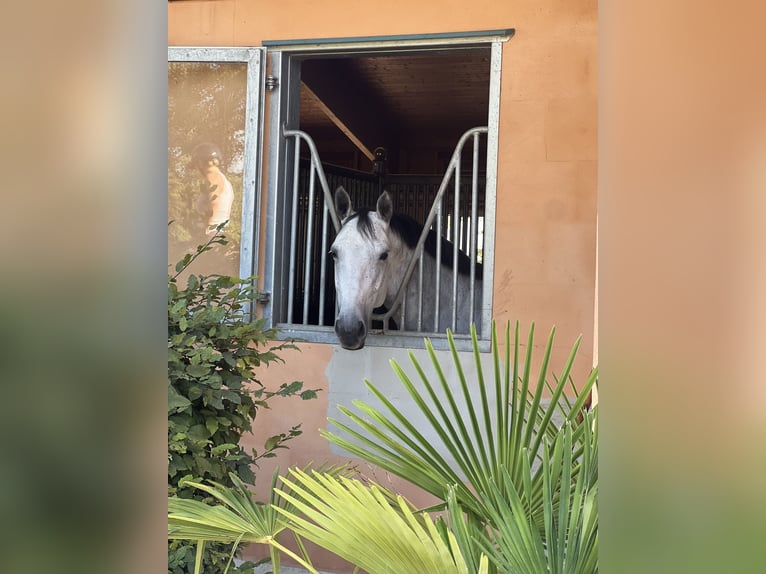 Cheval de sport allemand Jument 7 Ans 168 cm Gris (bai-dun) in Gaimersheim