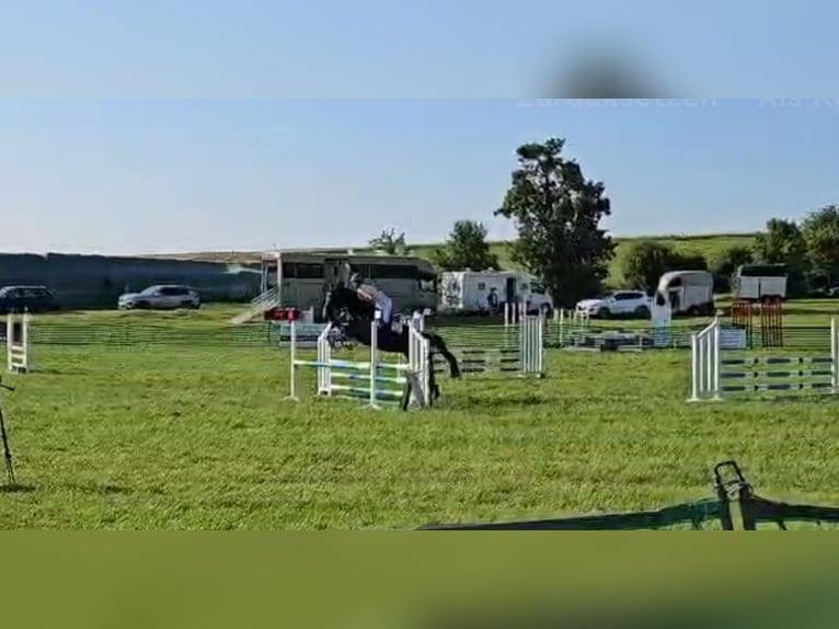 Cheval de sport allemand Jument 7 Ans 168 cm Noir in Aschersleben -Westdorf