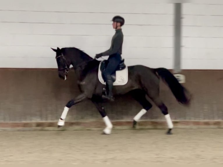 Cheval de sport allemand Jument 7 Ans 168 cm Noir in Lohne (Oldenburg)