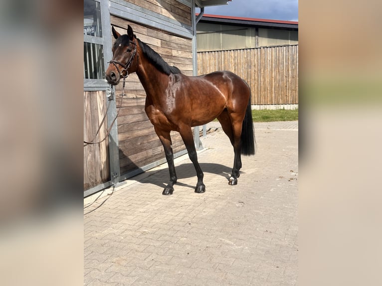 Cheval de sport allemand Jument 7 Ans 169 cm Bai in Leipzig