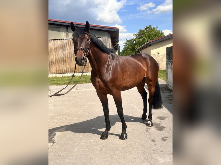 Cheval de sport allemand Jument 7 Ans 169 cm Bai in Leipzig