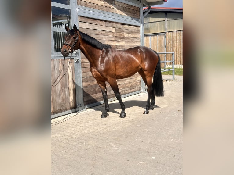 Cheval de sport allemand Jument 7 Ans 169 cm Bai in Leipzig