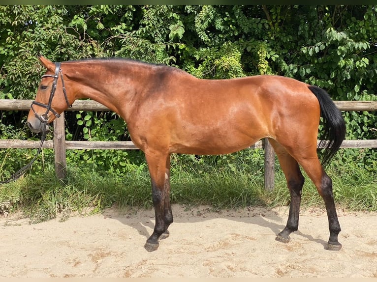 Cheval de sport allemand Jument 7 Ans 169 cm in Unterneukirchen