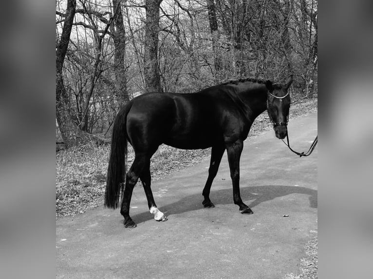 Cheval de sport allemand Jument 7 Ans 169 cm Noir in Hof