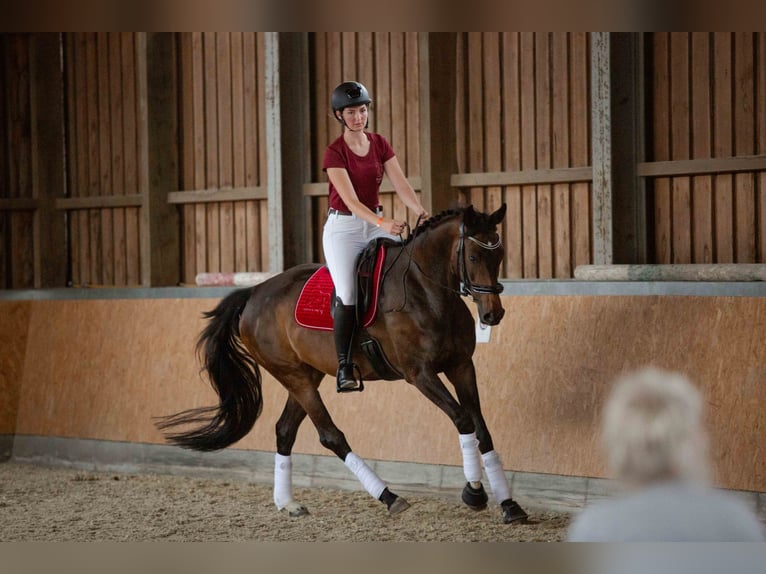 Cheval de sport allemand Jument 7 Ans 170 cm Bai brun in Neuhaus am Inn