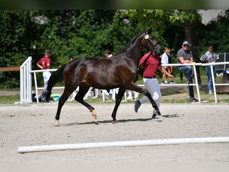 Cheval de sport allemand Jument 7 Ans 170 cm Bai brun in Zeulenroda