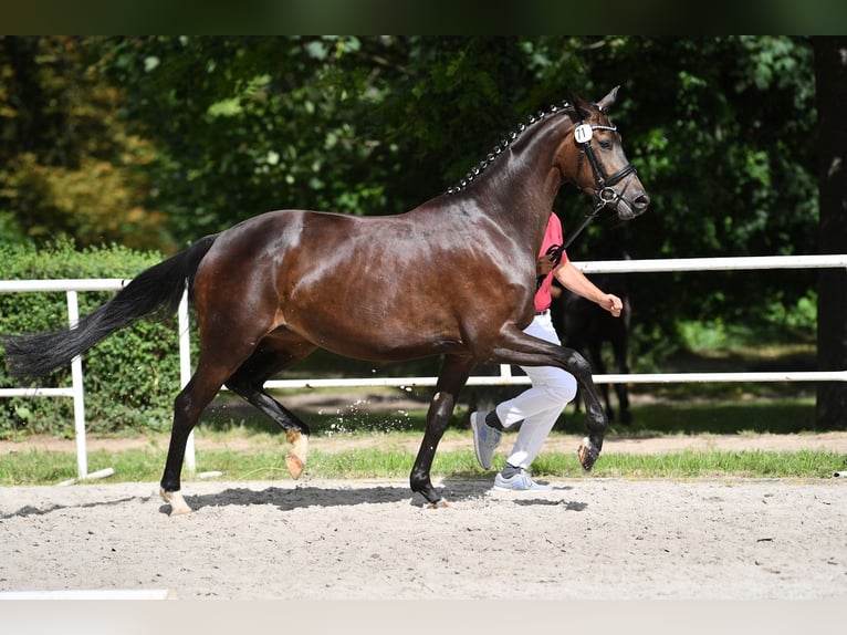 Cheval de sport allemand Jument 7 Ans 170 cm Bai brun in Zeulenroda