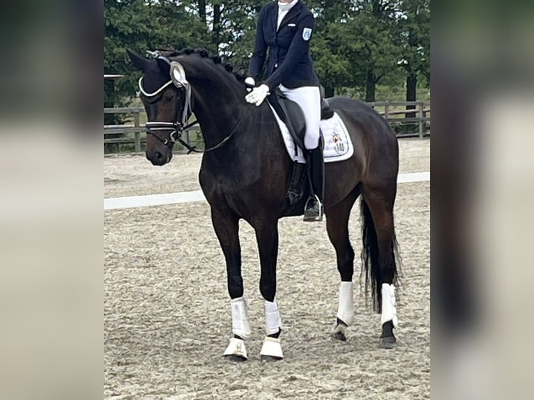 Cheval de sport allemand Jument 7 Ans 170 cm Bai in Mönchengladbach