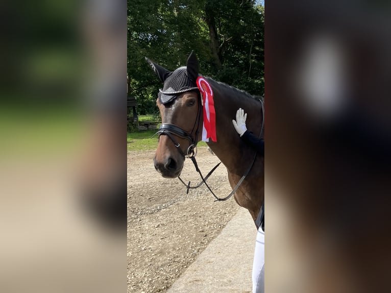 Cheval de sport allemand Jument 7 Ans 170 cm Bai in Tübingen