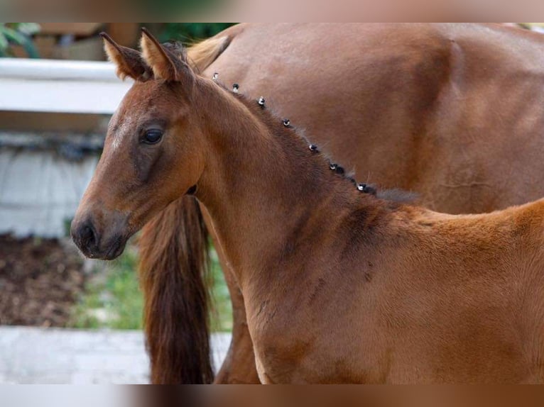 Cheval de sport allemand Jument 7 Ans 170 cm Bai in Tübingen