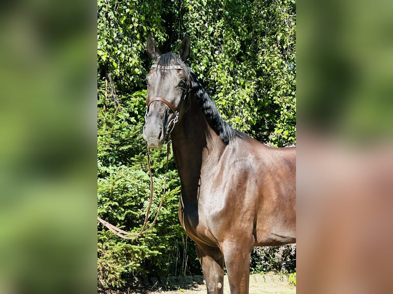 Cheval de sport allemand Jument 7 Ans 170 cm in Durmersheim