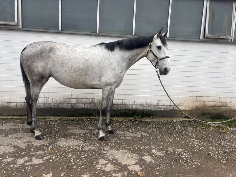 Cheval de sport allemand Jument 7 Ans 170 cm Gris in Schweich