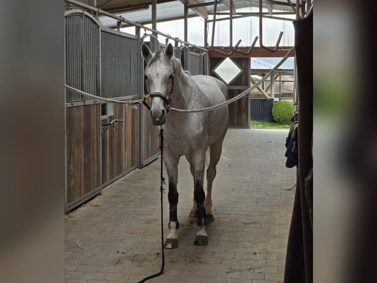 Cheval de sport allemand Jument 7 Ans 170 cm Gris moucheté in Ruhla Cheval de sport allemand Jument 7 Ans 170 cm Gris moucheté in Ruhla
