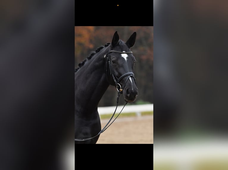 Cheval de sport allemand Jument 7 Ans 170 cm Noir in München