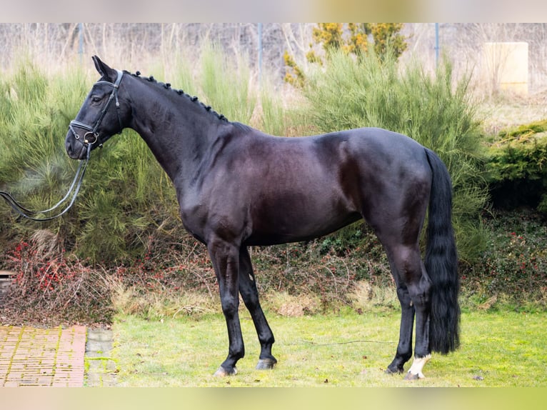 Cheval de sport allemand Jument 7 Ans 170 cm Noir in Ziemięcice