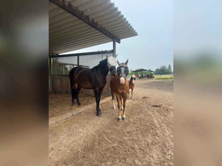 Cheval de sport allemand Jument 7 Ans 171 cm Bai in Baden-Baden