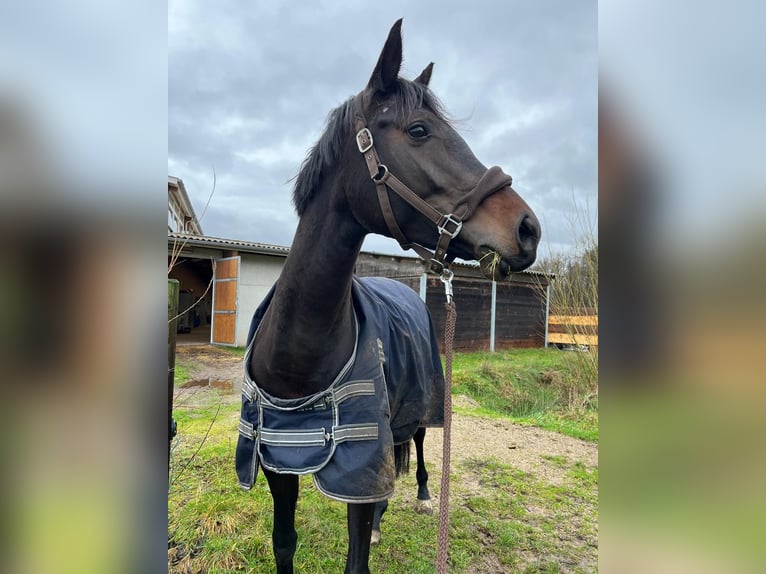 Cheval de sport allemand Jument 7 Ans 171 cm Bai in Baden-Baden