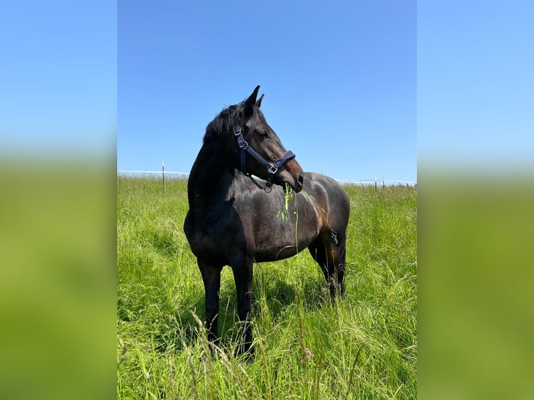 Cheval de sport allemand Jument 7 Ans 171 cm Bai in Baden-Baden