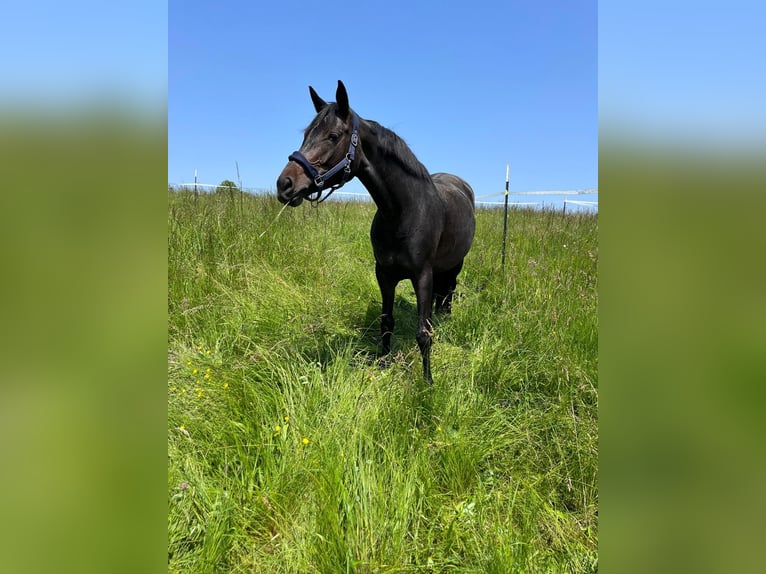 Cheval de sport allemand Jument 7 Ans 171 cm Bai in Baden-Baden