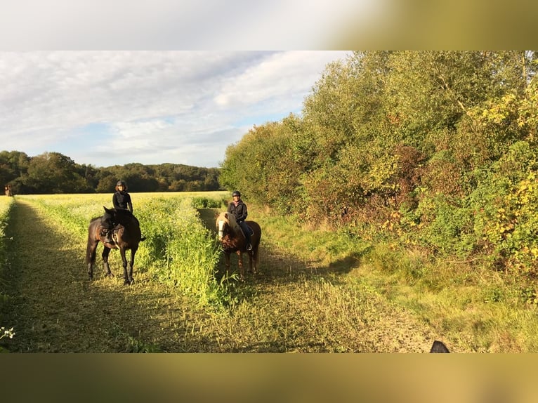 Cheval de sport allemand Jument 7 Ans 171 cm Bai in Baden-Baden