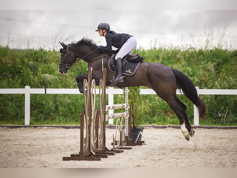 Cheval de sport allemand Jument 7 Ans 171 cm Noir in Altishofen