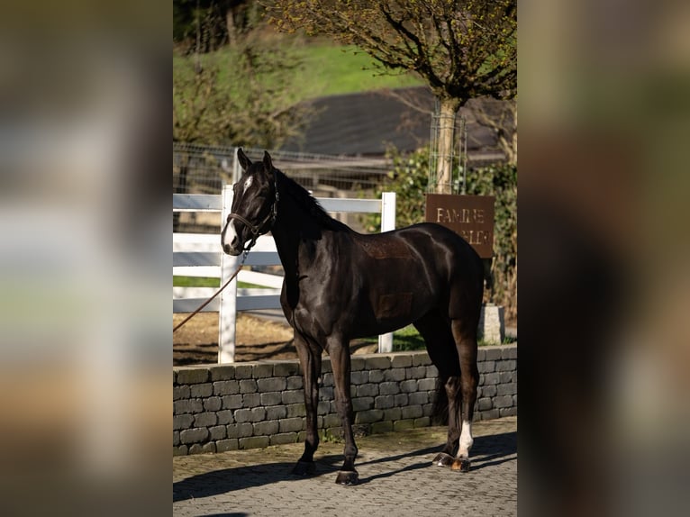 Cheval de sport allemand Jument 7 Ans 171 cm Noir in Altishofen