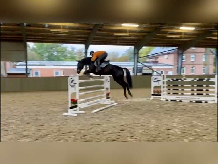 Cheval de sport allemand Jument 7 Ans 171 cm Noir in Uetze