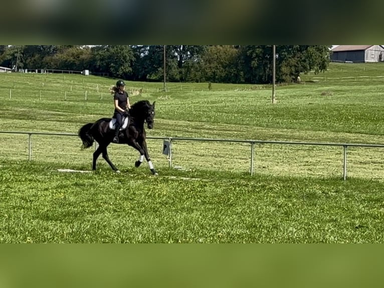 Cheval de sport allemand Jument 7 Ans 172 cm Bai brun foncé in Wangen im Allgäu