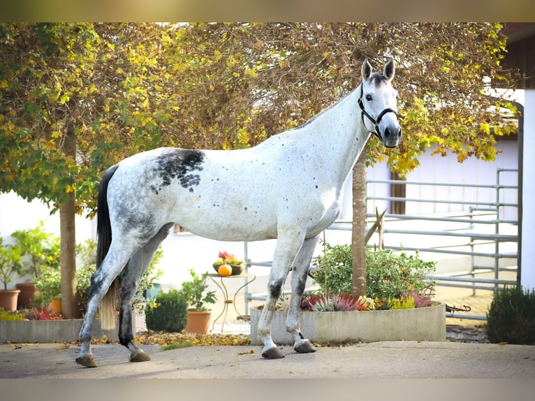 Cheval de sport allemand Jument 7 Ans 173 cm Gris in Griesstätt