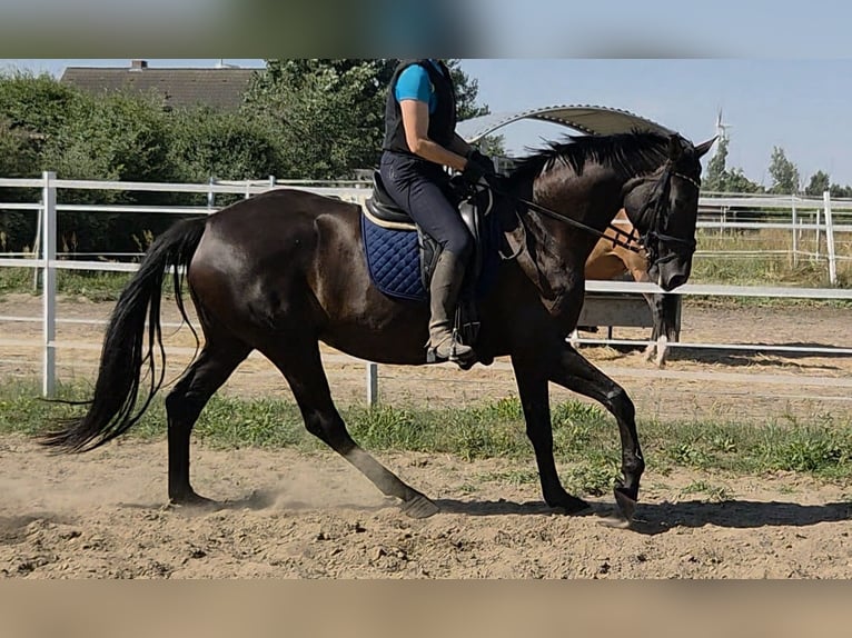 Cheval de sport allemand Jument 7 Ans 175 cm Noir in Wustermark
