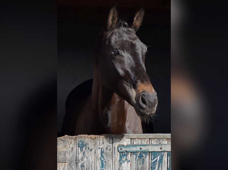 Cheval de sport allemand Jument 7 Ans 176 cm Bai brun in Stolpe