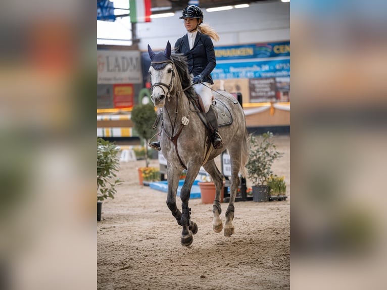 Cheval de sport allemand Jument 7 Ans 179 cm Gris in Willich