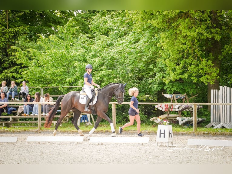 Cheval de sport allemand Jument 7 Ans 180 cm Bai brun foncé in Altenmünster