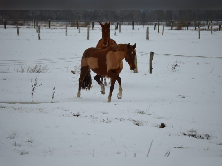 Cheval de sport allemand Jument 8 Ans 155 cm Alezan in Loxstedt