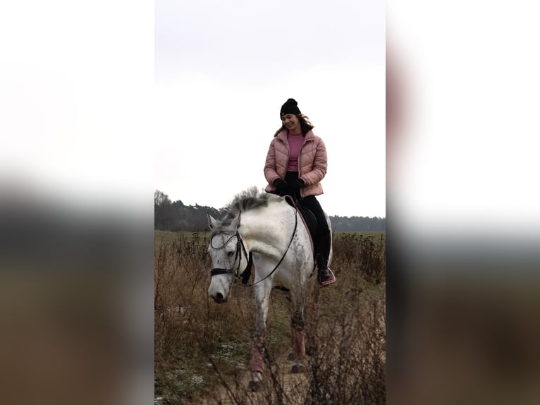 Cheval de sport allemand Jument 8 Ans 158 cm Gris moucheté in Bernau