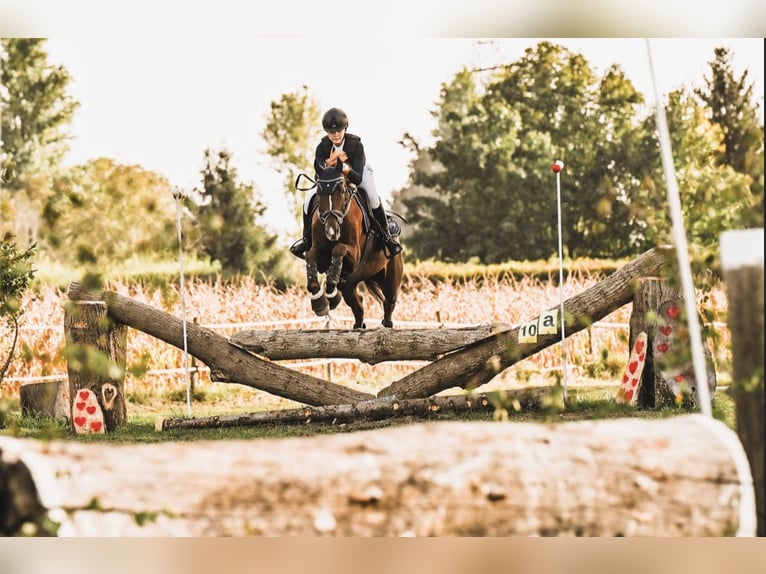 Cheval de sport allemand Jument 8 Ans 160 cm Alezan brûlé in Offenburg