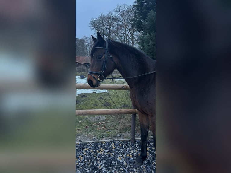 Cheval de sport allemand Jument 8 Ans 160 cm Bai in Bergen