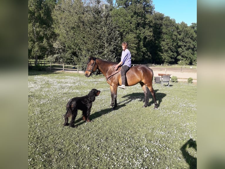 Cheval de sport allemand Jument 8 Ans 160 cm Bai in Bergen