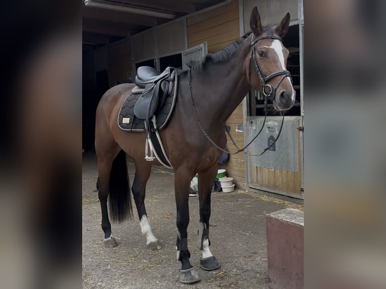 Cheval de sport allemand Jument 8 Ans 163 cm Bai in Günzburg