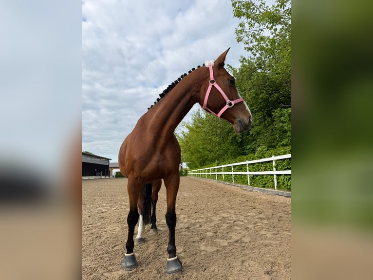 Cheval de sport allemand Jument 8 Ans 163 cm Bai in Müncheberg