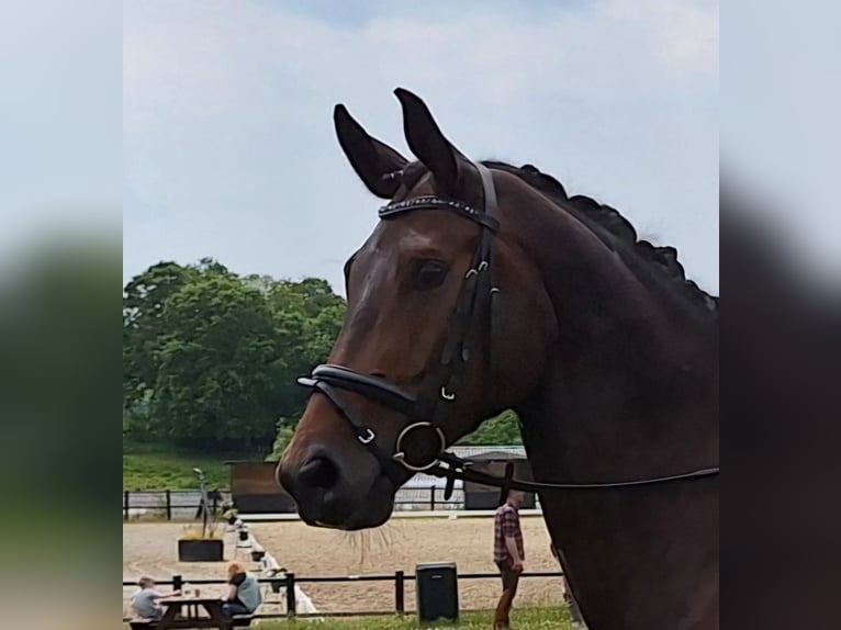 Cheval de sport allemand Jument 8 Ans 165 cm Bai brun in Hj&#xF8;rring