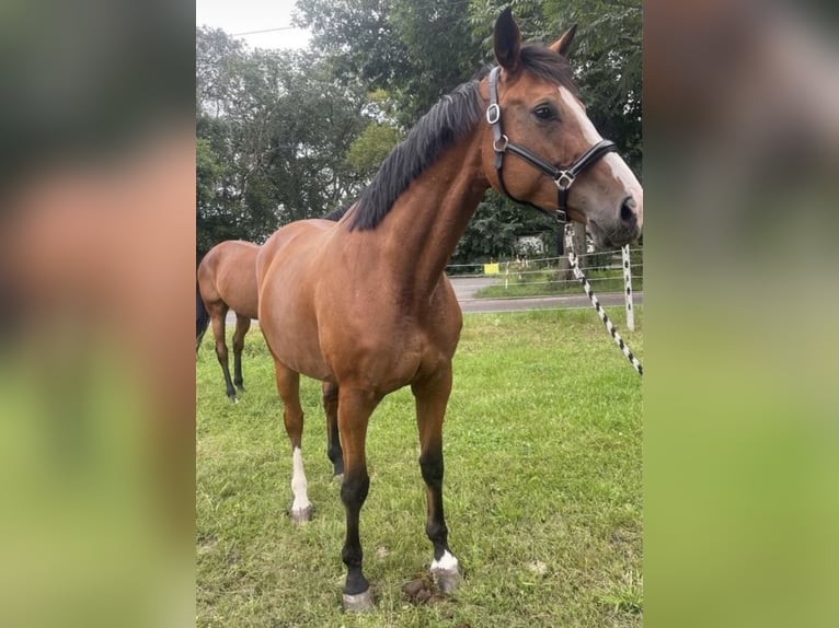 Cheval de sport allemand Jument 8 Ans 165 cm Bai in Ludwigsfelde