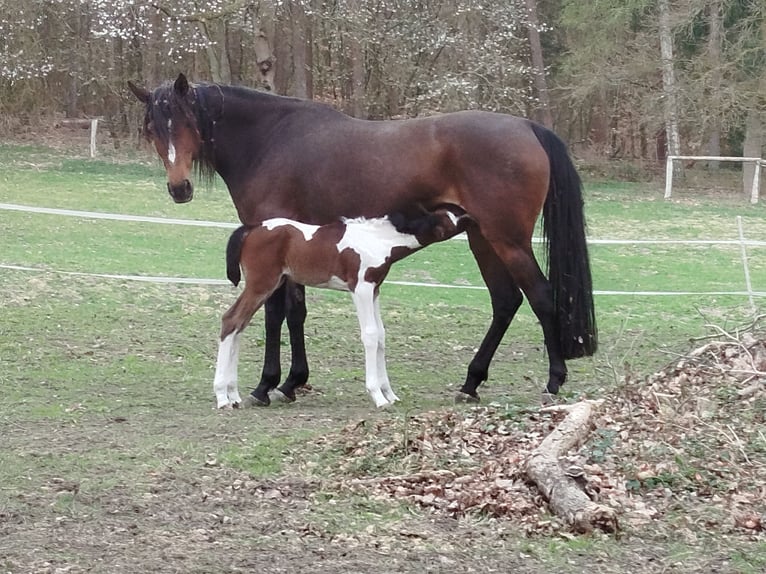 Cheval de sport allemand Jument 8 Ans 165 cm Bai in Jesteburg
