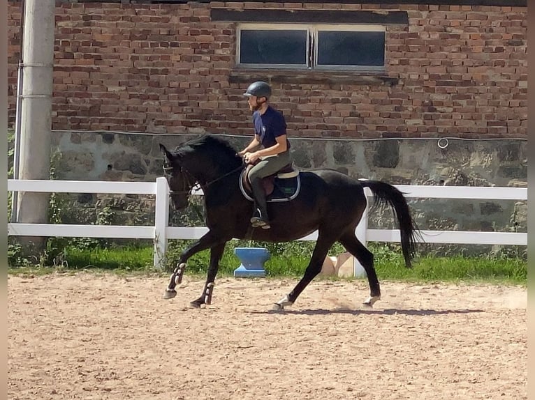 Cheval de sport allemand Jument 8 Ans 165 cm Noir in Neustadt in Sachsen
