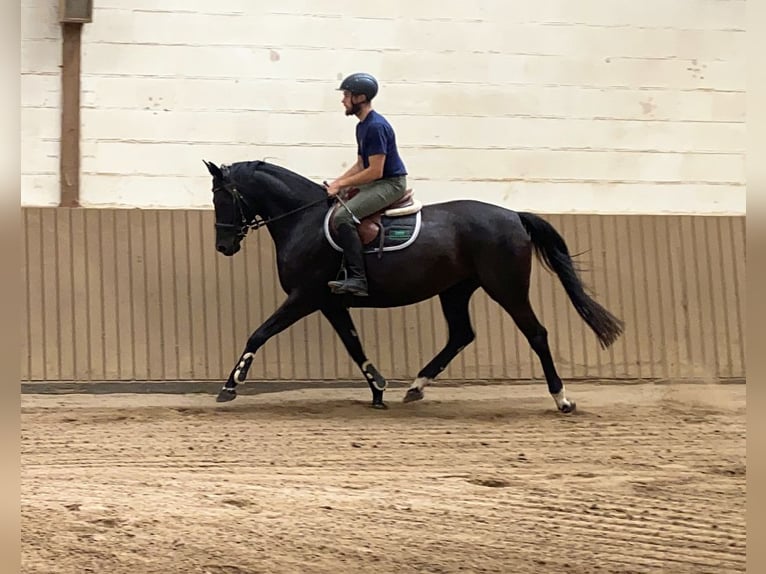 Cheval de sport allemand Jument 8 Ans 165 cm Noir in Neustadt in Sachsen