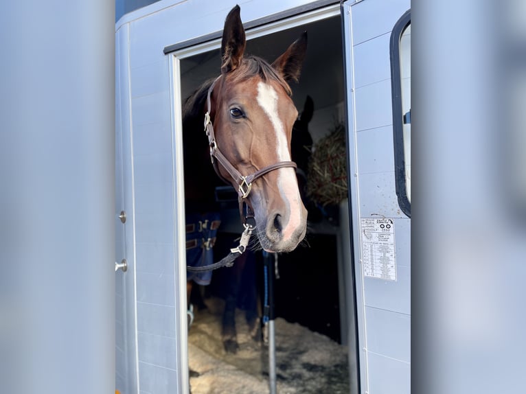 Cheval de sport allemand Jument 8 Ans 166 cm Bai in Großpösna