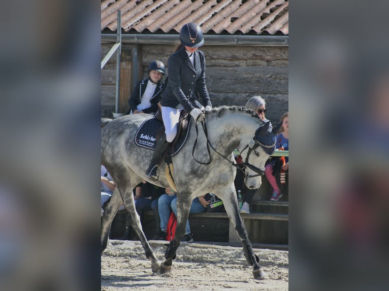 Cheval de sport allemand Jument 8 Ans 166 cm Gris pommelé in Sankt Gangloff