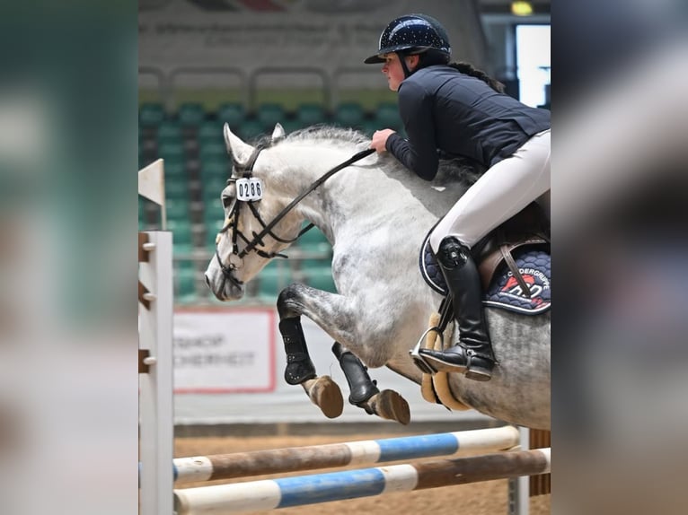 Cheval de sport allemand Jument 8 Ans 166 cm Gris pommelé in Sankt Gangloff