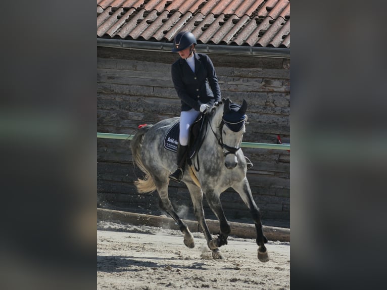 Cheval de sport allemand Jument 8 Ans 166 cm Gris pommelé in Sankt Gangloff