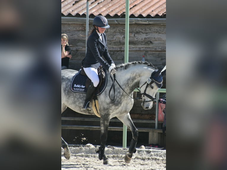 Cheval de sport allemand Jument 8 Ans 166 cm Gris pommelé in Sankt Gangloff